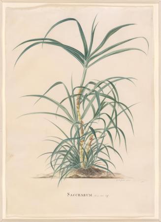 Saccharum