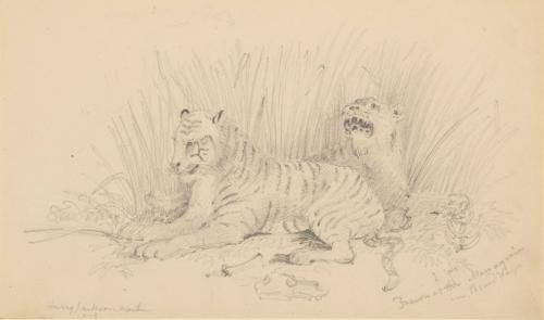 Two Tigers