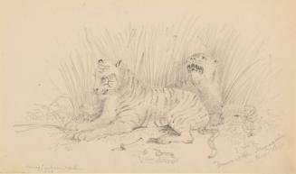 Two Tigers