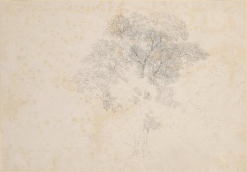 Tree Study, Aricia
