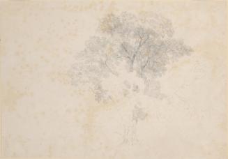 Tree Study, Aricia