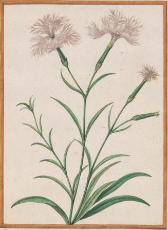 Plume Pink