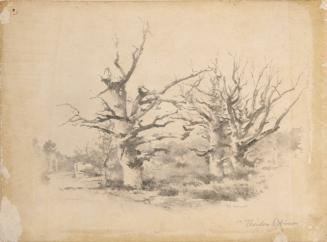 Apple Orchard