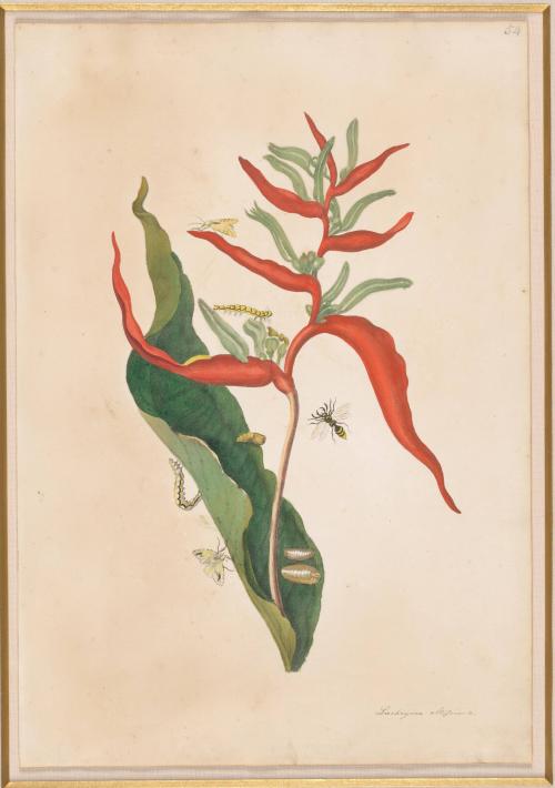The Balli Plant, Red Ginger Plant with Wasp