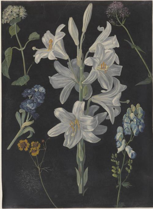 Madonna Lily