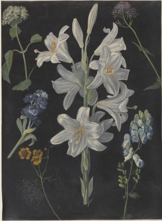 Madonna Lily