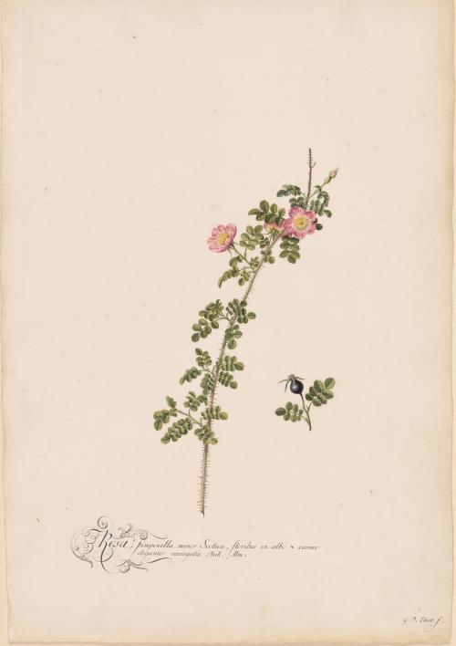 Rosa pimpinella minor sectica