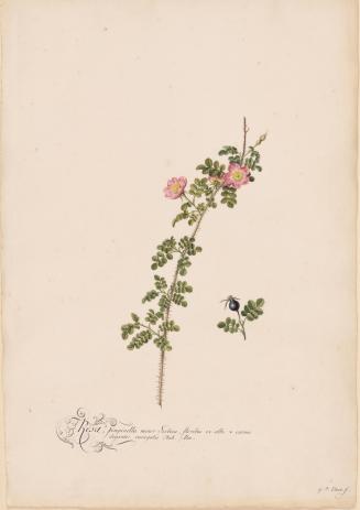 Rosa pimpinella minor sectica