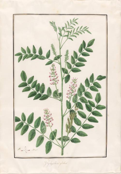 Licorice Root (glychyrrhiza glaba)
