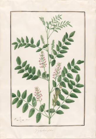 Licorice Root (glychyrrhiza glaba)