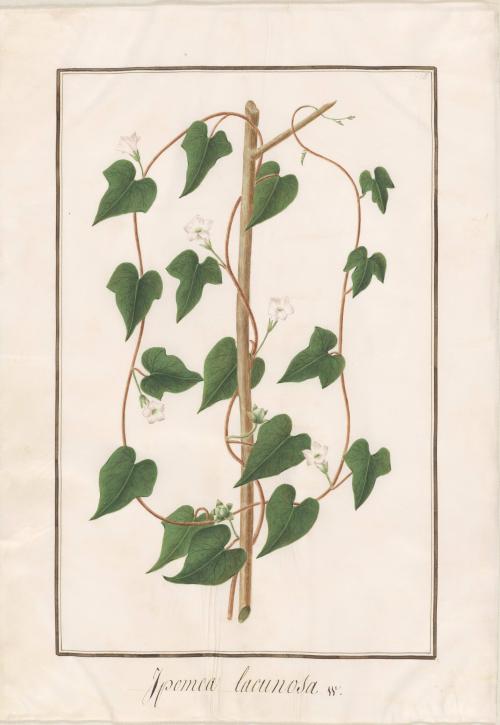 White Morning-Glory (ipomea lacunosa W.)