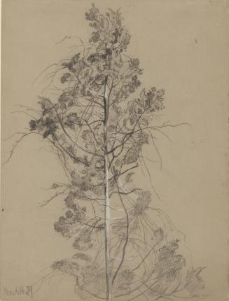 Tree Study
