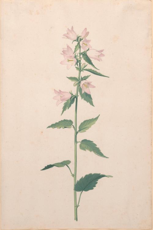 Pink Flower