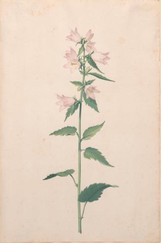Pink Flower