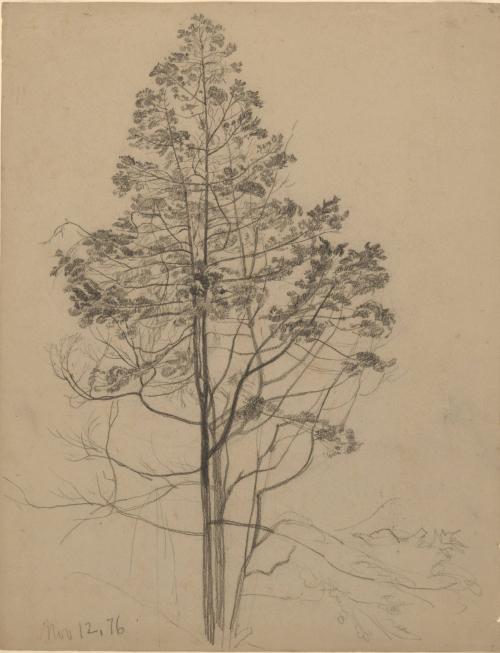 Tree Study