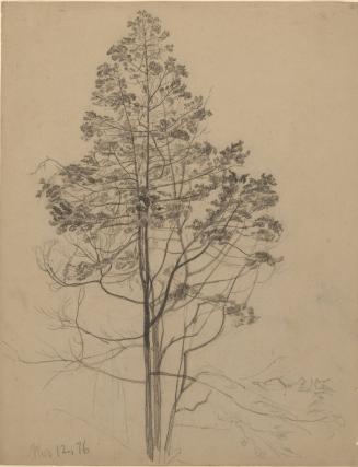 Tree Study