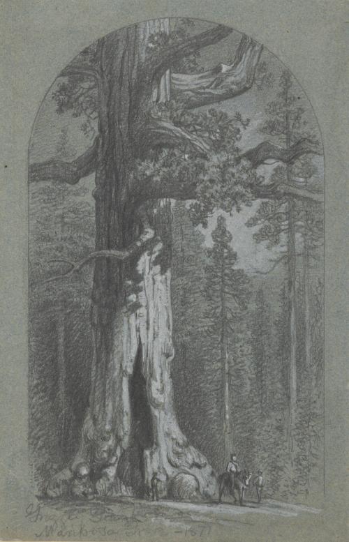 Mariposa Grove