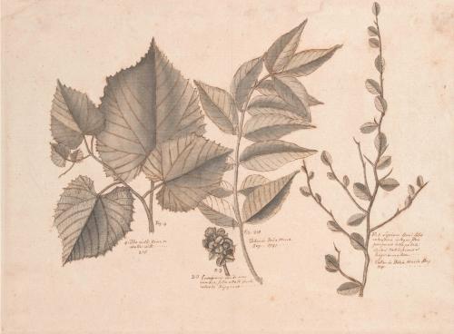 Study of Four Vines