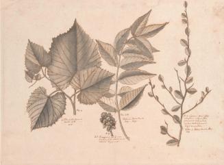 Study of Four Vines