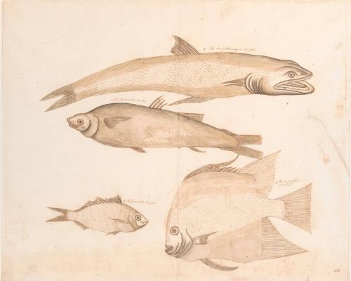 Studies of Four Fish