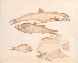 Studies of Four Fish