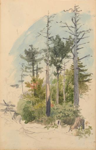 Tree and Leaf Studies