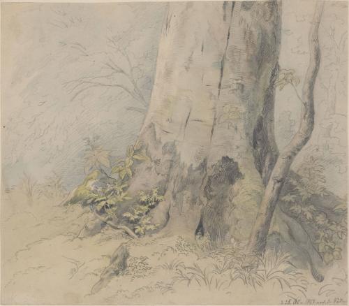 Tree and Leaf Study