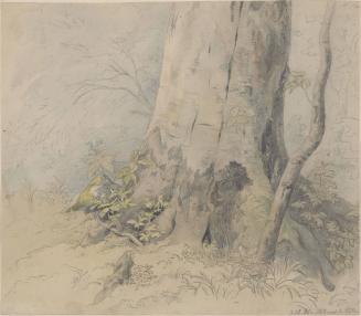 Tree and Leaf Study