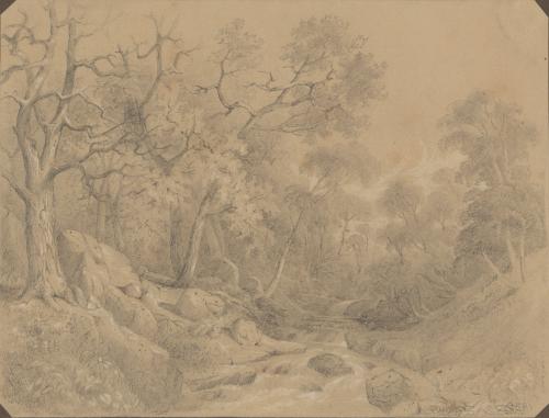 Woodland Stream