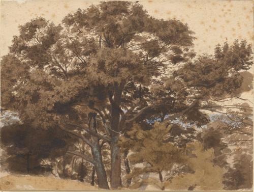 Tree Study
