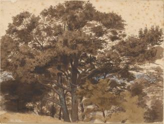 Tree Study