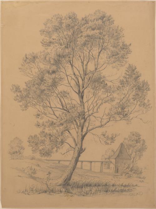 Tree Study