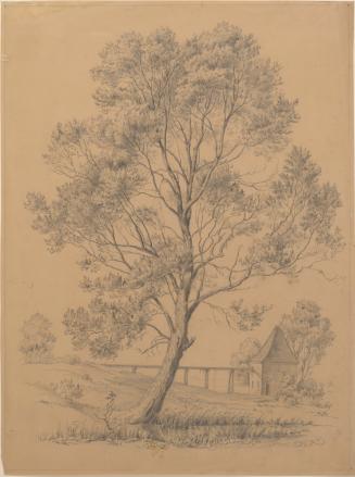 Tree Study