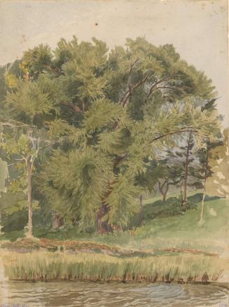 Tree Study