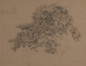 Tree Study