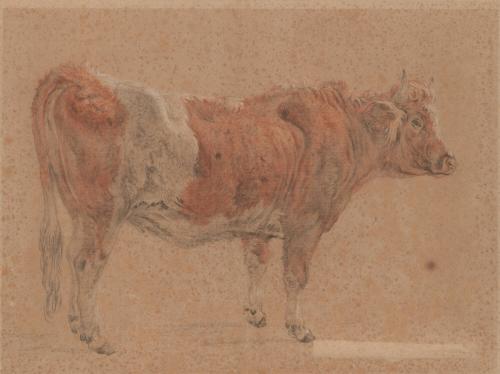 Heifer