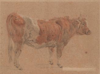 Heifer