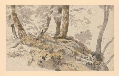 Wooded Landscape
