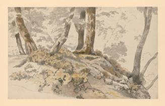 Wooded Landscape