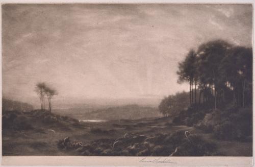 Sunrise in the Clearing