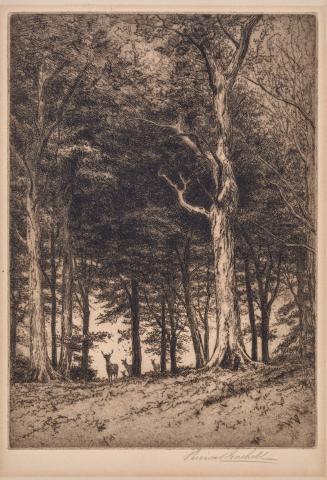 The Wood on the Hilltop