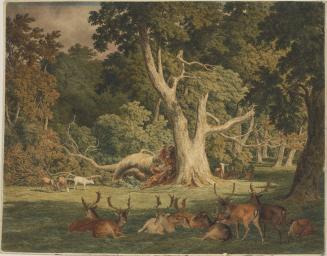 Knole Park