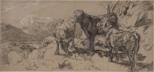 Mountain Cattle