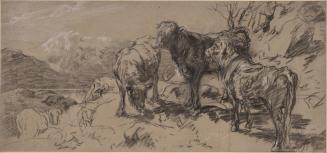 Mountain Cattle