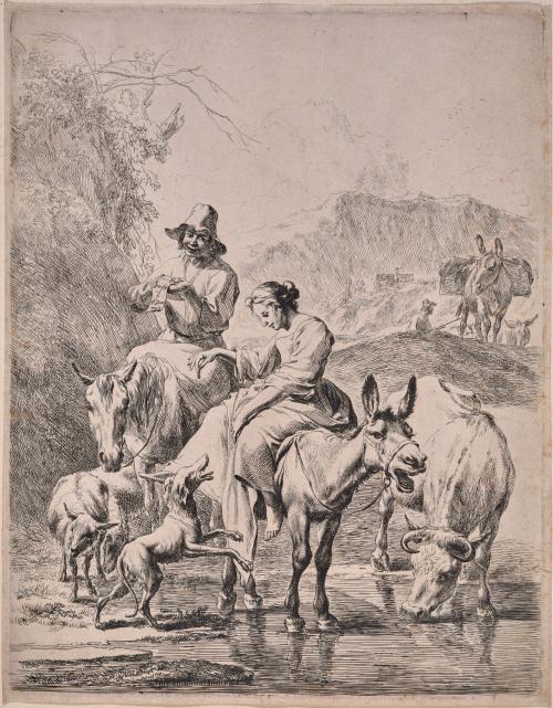 Watering Cattle