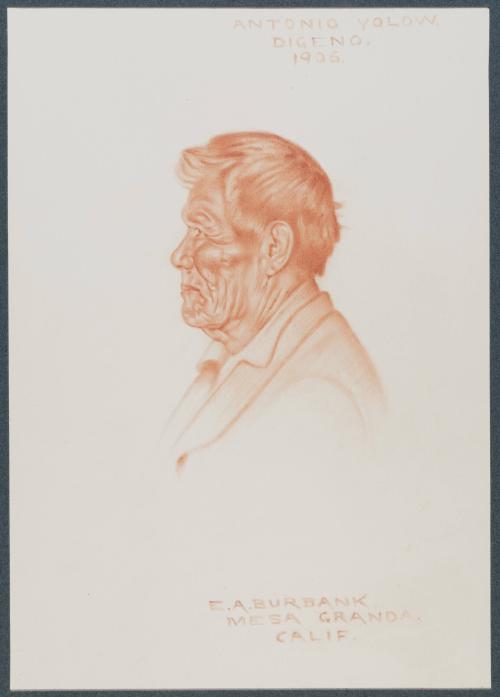 Antonio Yolow