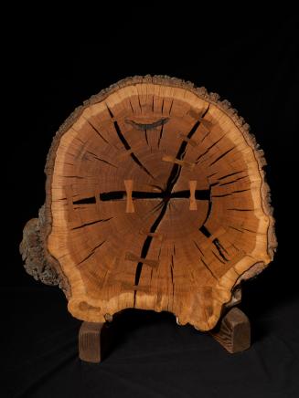 Cross-section of Pasadena oak tree (Engelmann oak)