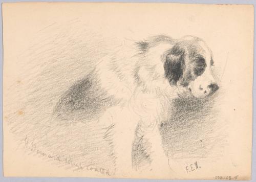 St Bernard Dog