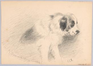 St Bernard Dog