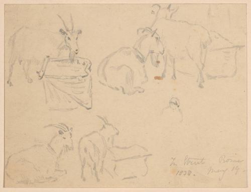 Studies of Goats